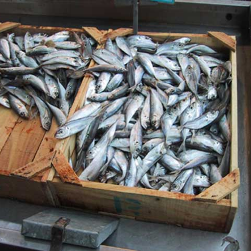 Aquaculture & Fisheries