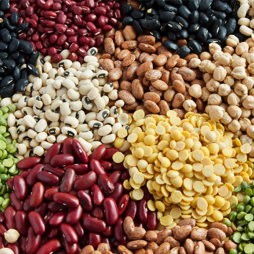  Pulse Crops (Legumes)