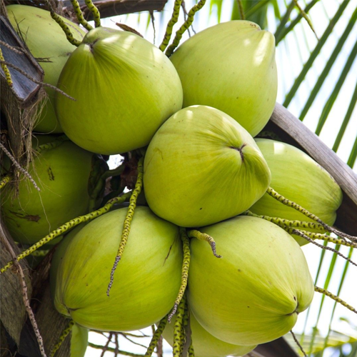 Raw Coconut