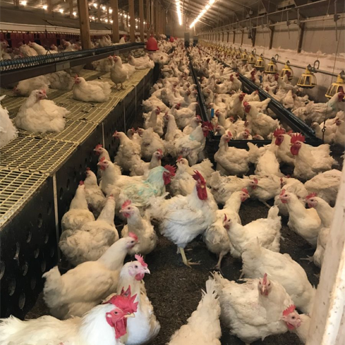  Poultry Farming