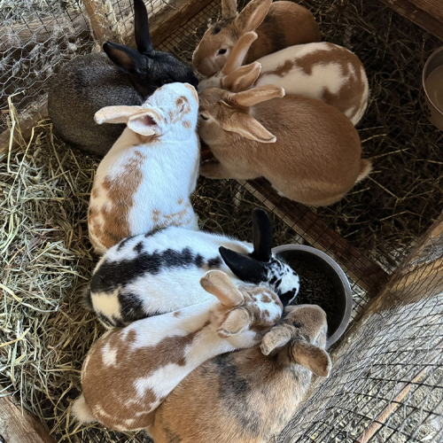 Rabbit Farming