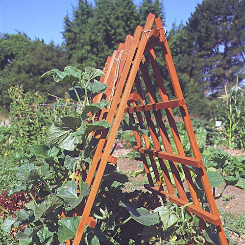 Plant Support Systems (Trellising, Stakes)