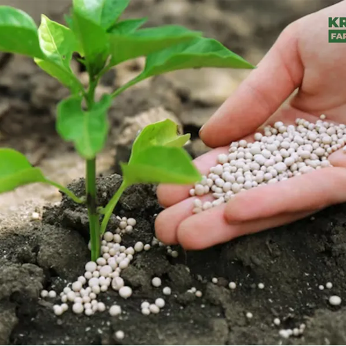 Biofertilizers (Microbial-Based)