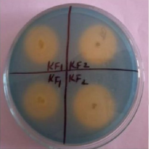  Fungal Potassium Solubilizers