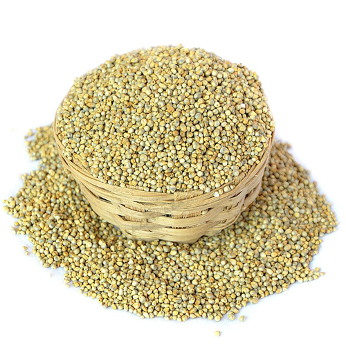 Pearl Millet (Bajra)