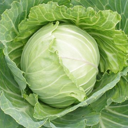 Cabbage