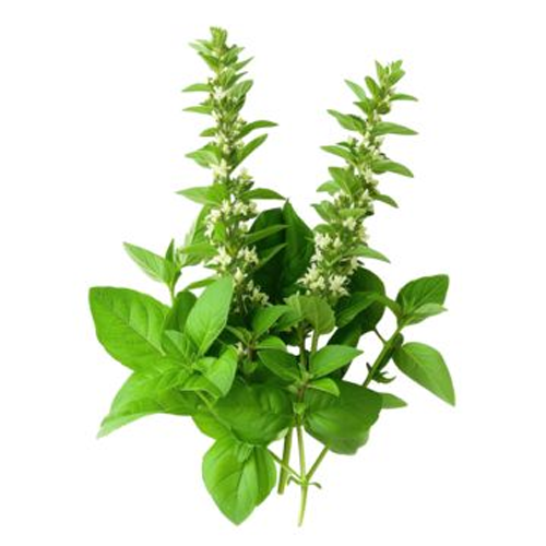 Basil (Tulsi)ghnhygfjhgmjhcb
