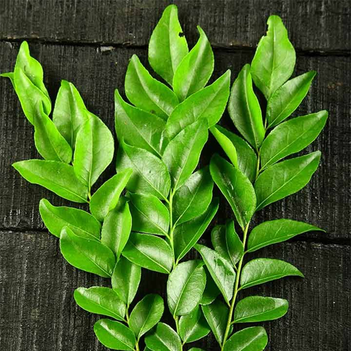 Curry Leaves