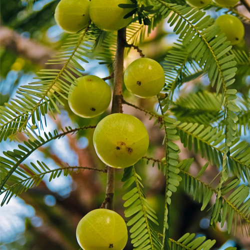Amla
