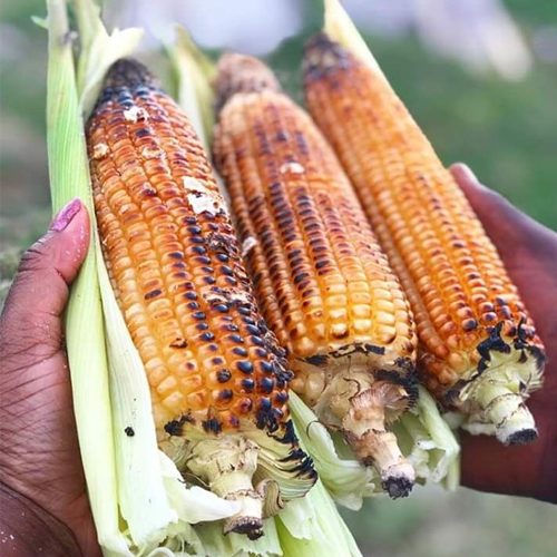 Roasted Maize (Corn Grits)