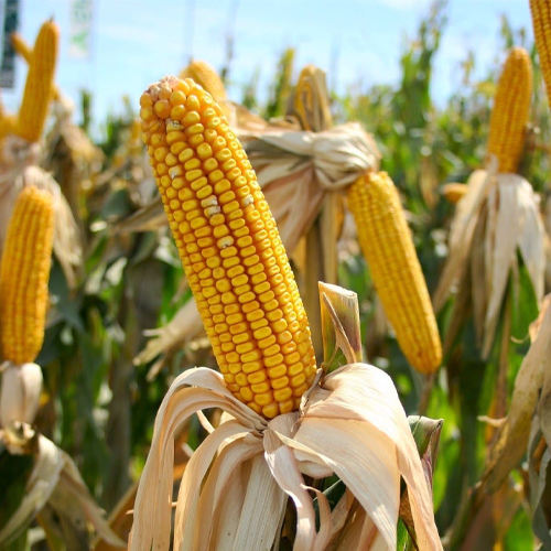 Maize (Corn)