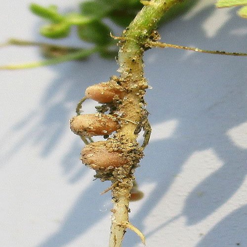 Rhizobium leguminosarum