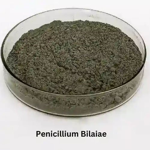 Penicillium bilai