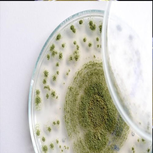 Aspergillus fumigatus