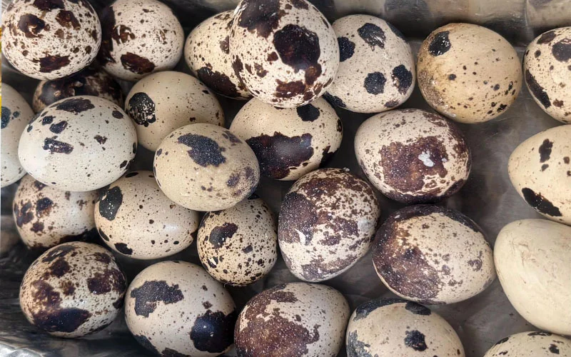 Quail Egg