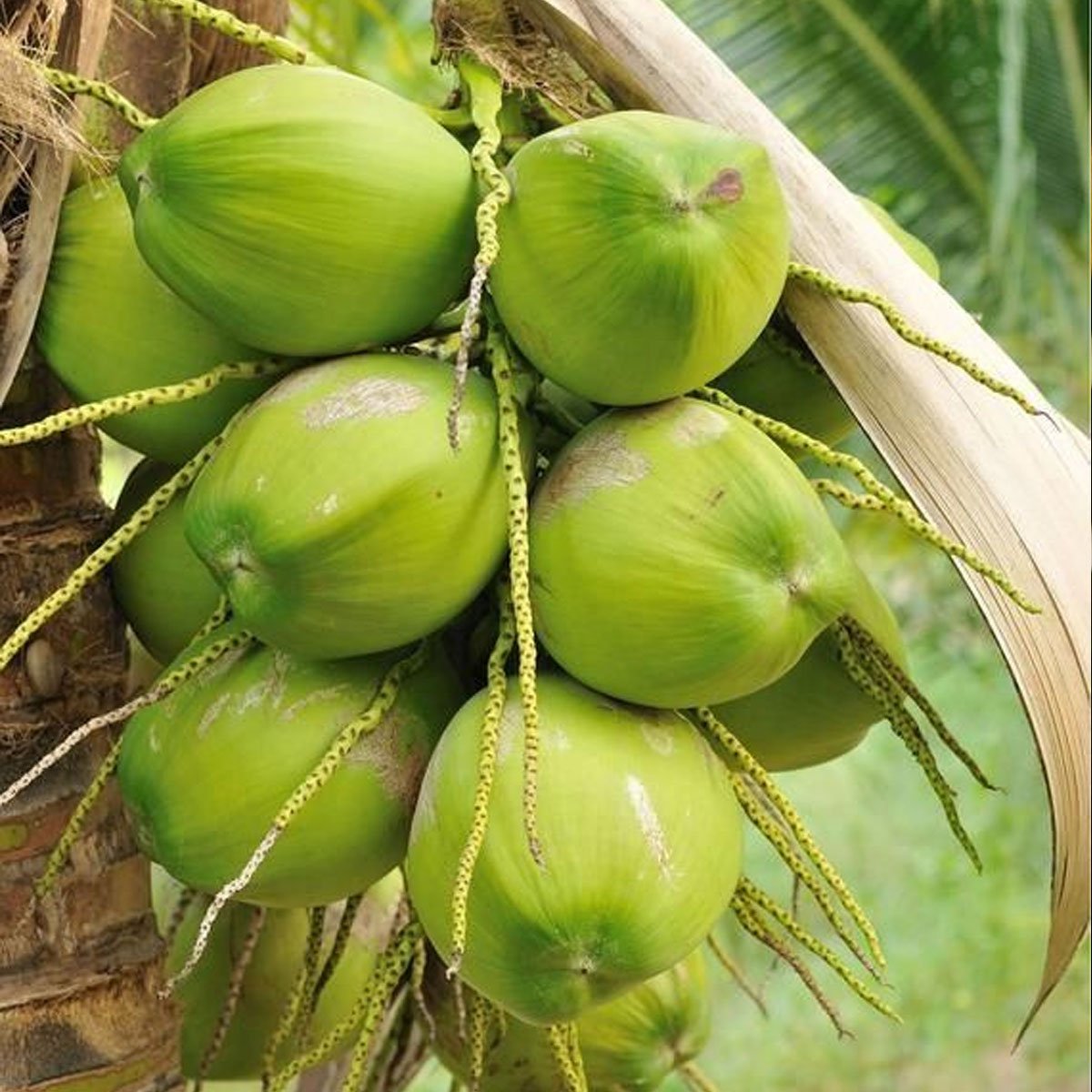 Tender coconut