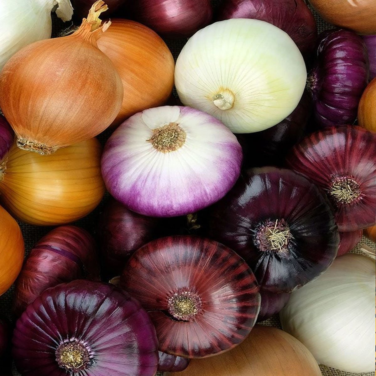  all type of onion