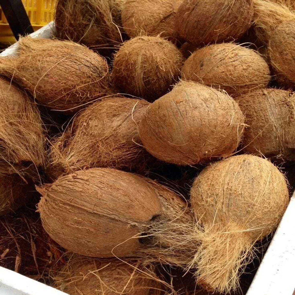 Raw Coconut