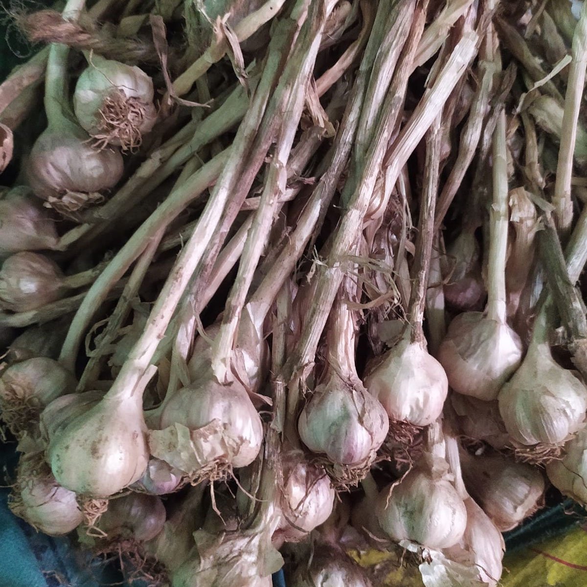 Kodaikanal Malai Poondu