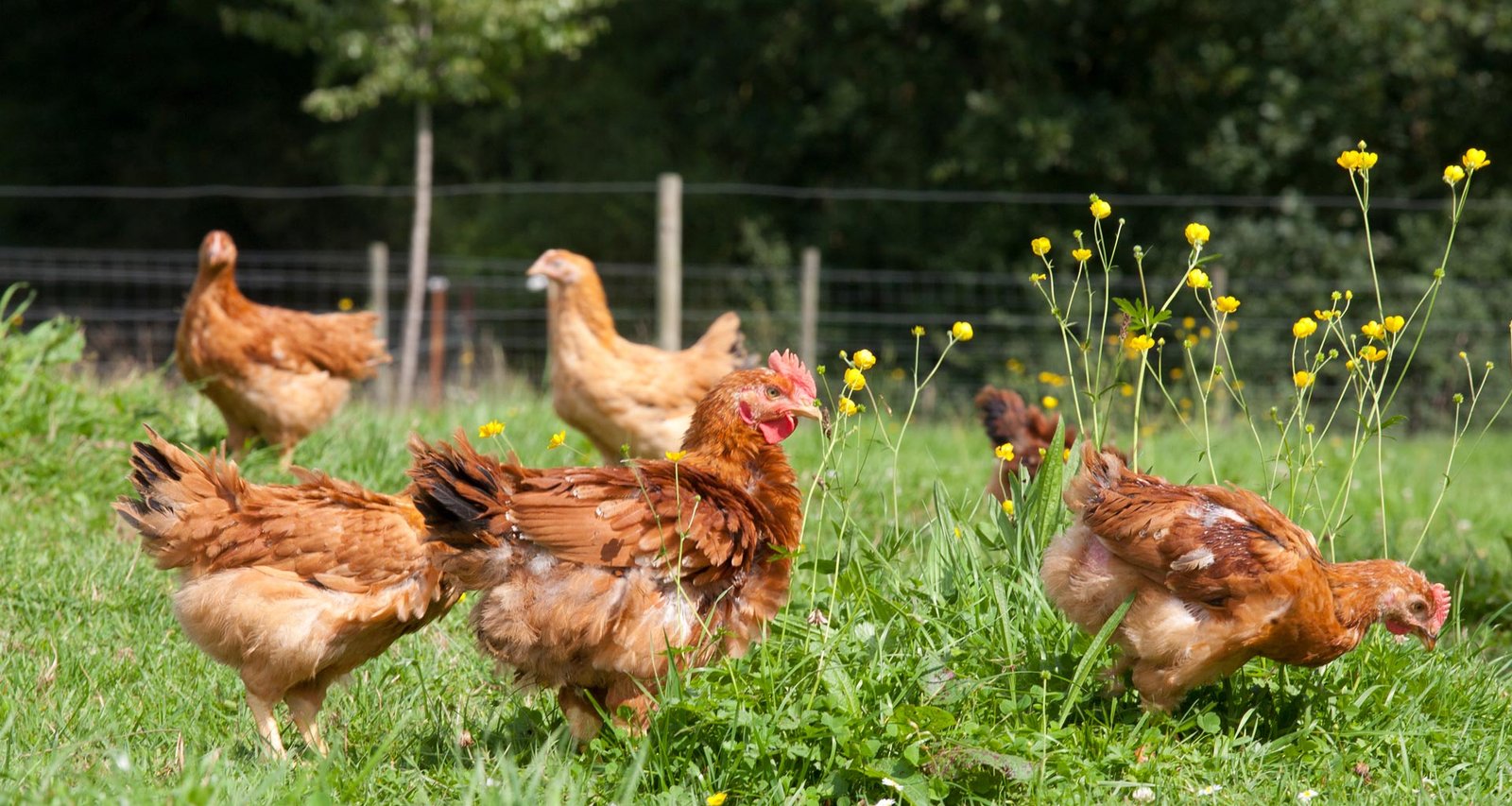 Organic Poultry Meat