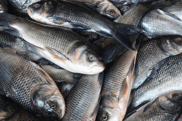 Catla Fish