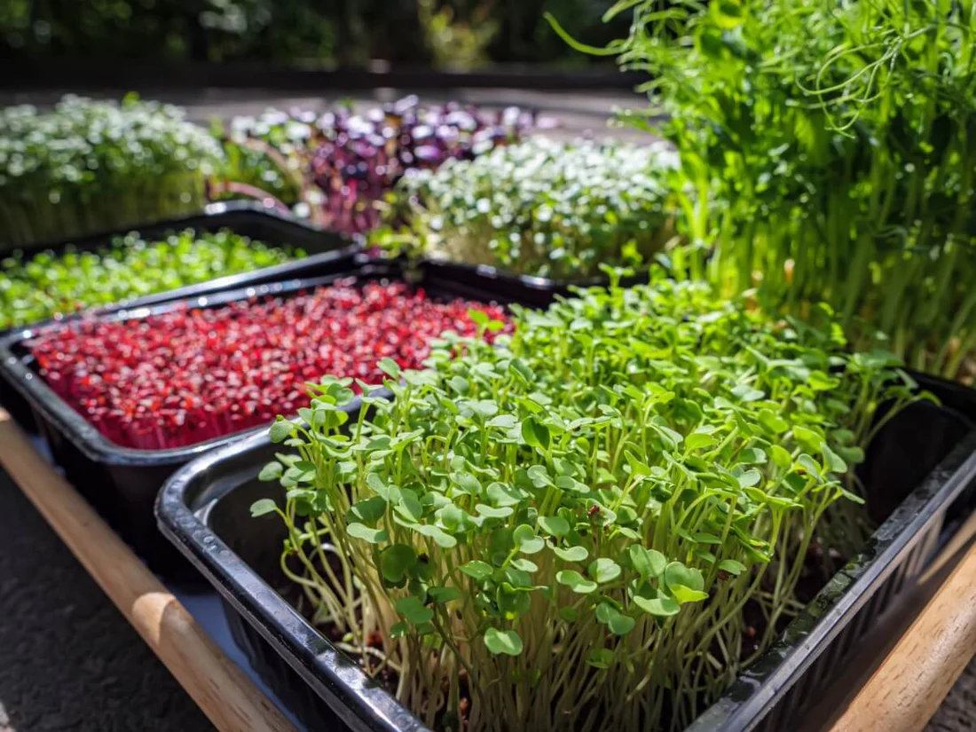 Microgreens
