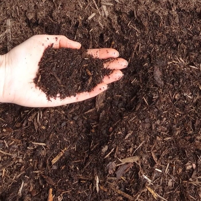 Cow Dung Manure