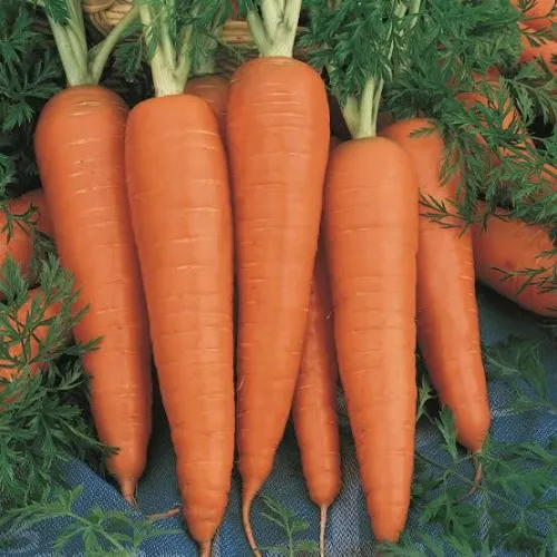 Fresh Carrot