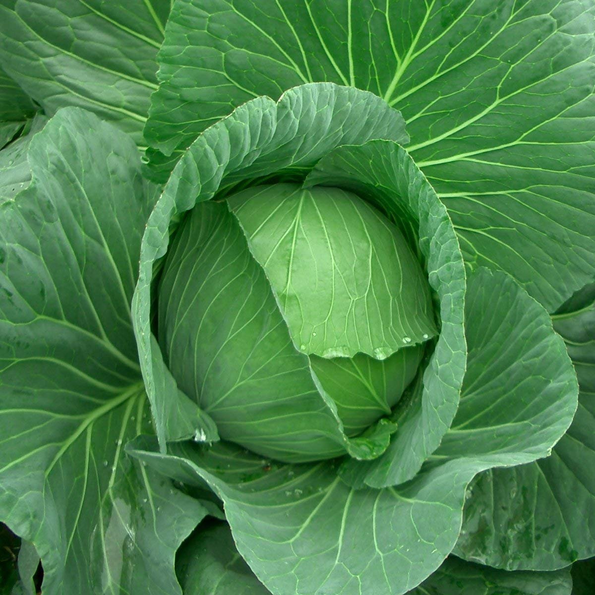 Fresh Cabbage
