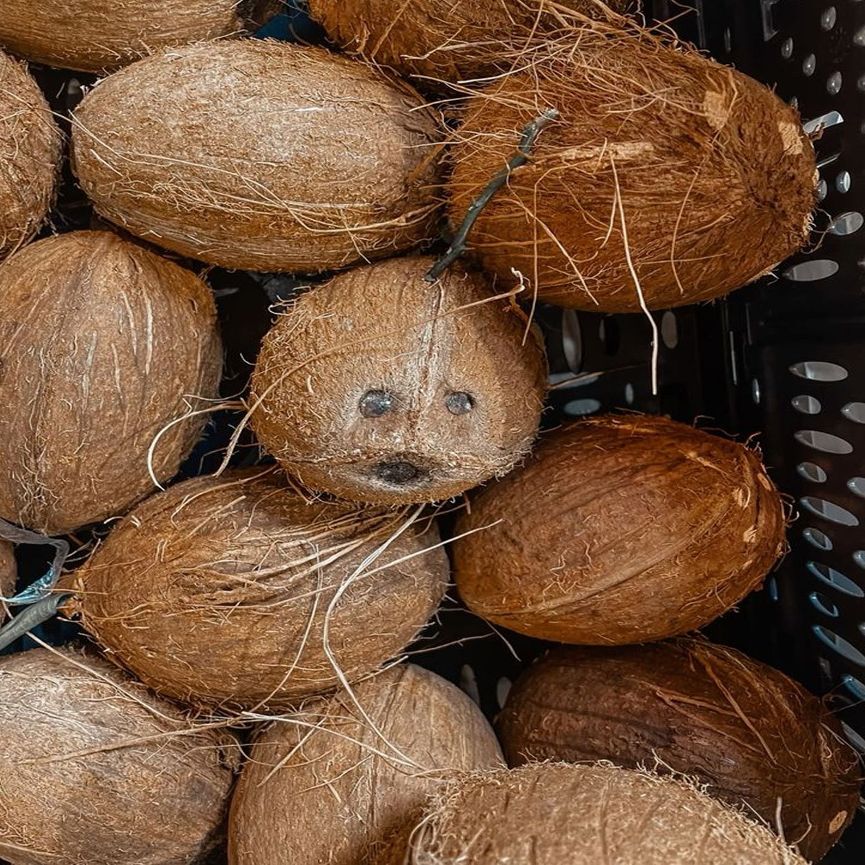 Coconut 