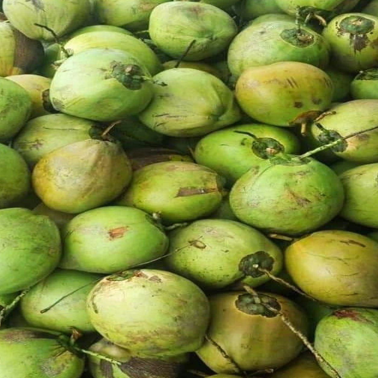 TENDER COCONUT