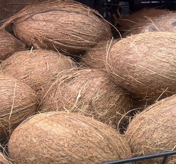 Coconut