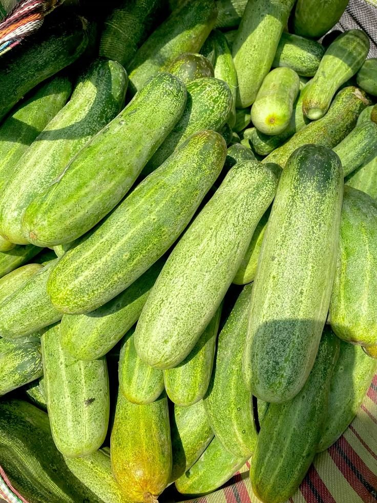 Cucumber